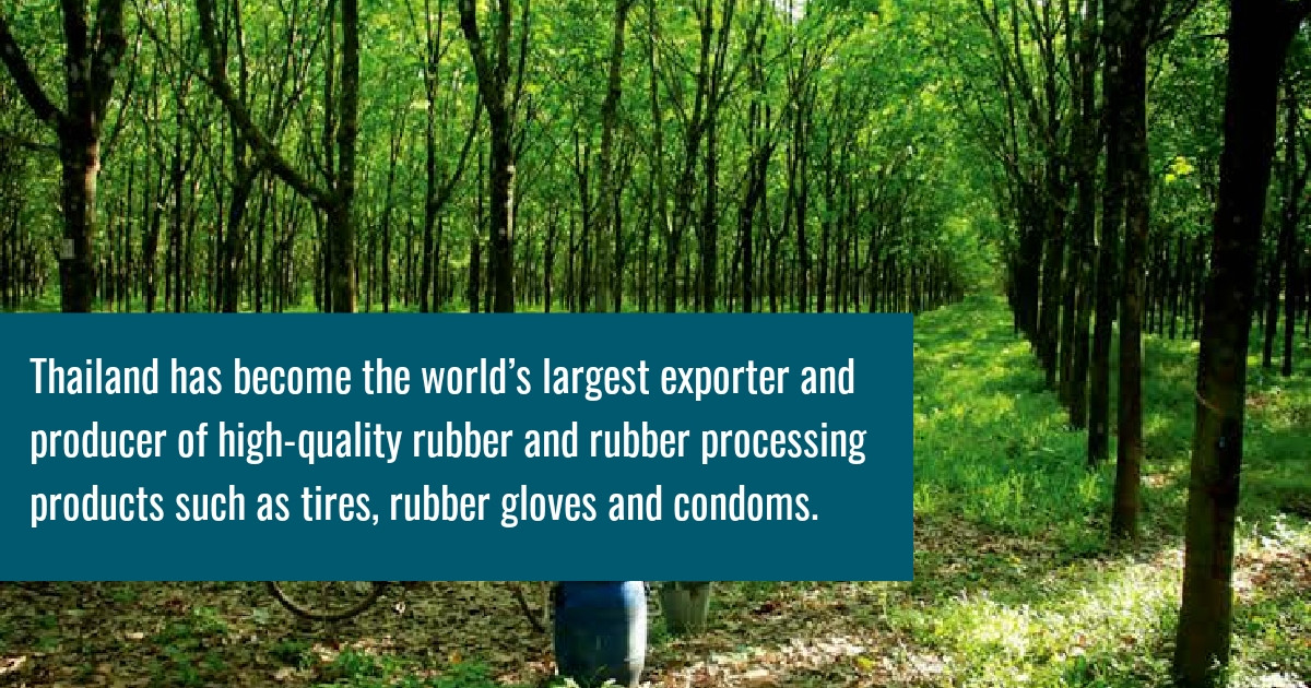 largest producer of natural rubber